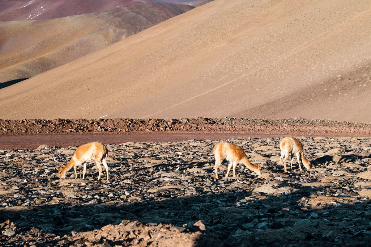 Vicuñas pastando en la Puna catamarqueña